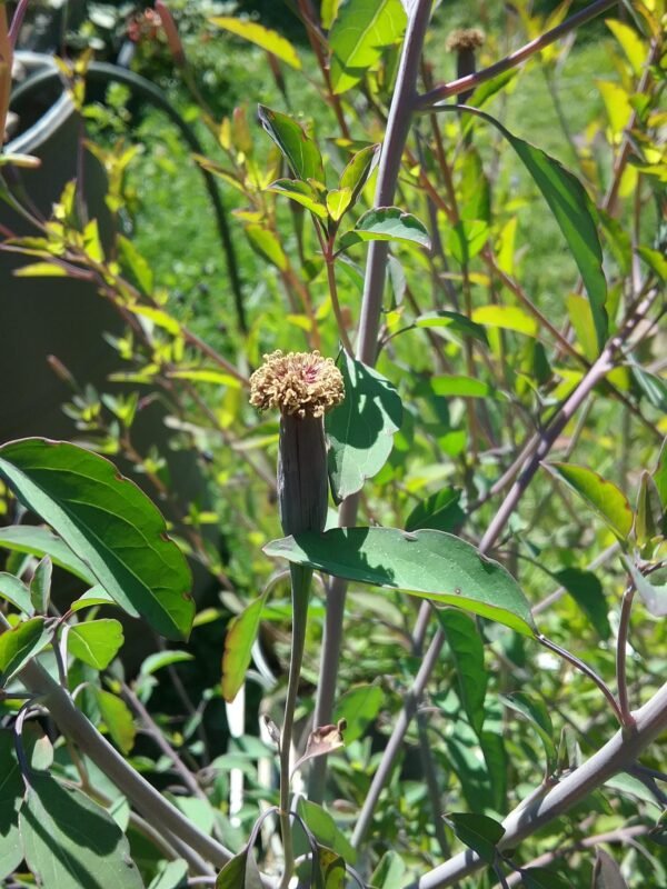 Quillquina Herb Heirloom Seeds Grown in Sudbury, Ontario, Canada. Grown Organically. Heritage Hobby Seed Ark.