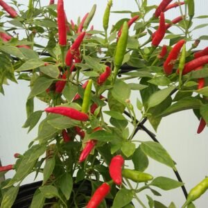 Bird's Eye Chili Pepper Heirloom Seeds Grown in Sudbury, Ontario, Canada. Grown Organically. Heritage Hobby Seed Ark.