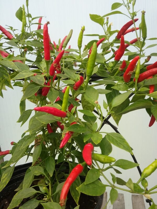 Bird's Eye Chili Pepper Heirloom Seeds Grown in Sudbury, Ontario, Canada. Grown Organically. Heritage Hobby Seed Ark.