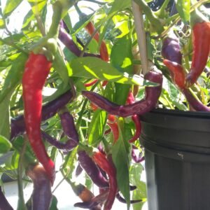 Buena Mulata Pepper Heirloom Seeds Grown in Sudbury, Ontario, Canada. Grown Organically. Heritage Hobby Seed Ark.