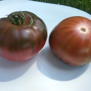 Black from Tula Tomato Big Yellow Zebra Tomato Rare Heirloom Seeds Grown in Sudbury, Ontario, Canada. Grown Organically. Heritage Hobby Seed Ark.