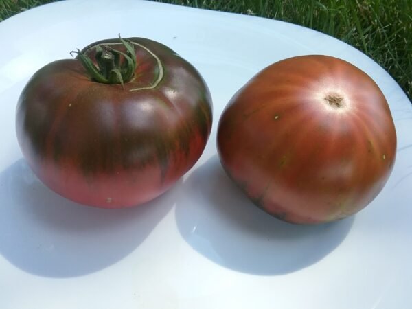 Black from Tula Tomato Big Yellow Zebra Tomato Rare Heirloom Seeds Grown in Sudbury, Ontario, Canada. Grown Organically. Heritage Hobby Seed Ark.