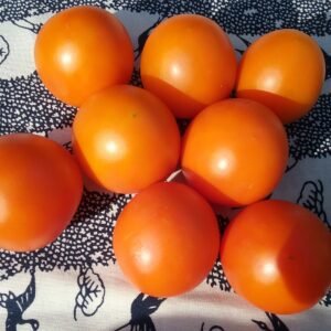 Jaune Flamme Tomato Heirloom Seeds Grown in Sudbury, Ontario, Canada. Grown Organically. Heritage Hobby Seed Ark.