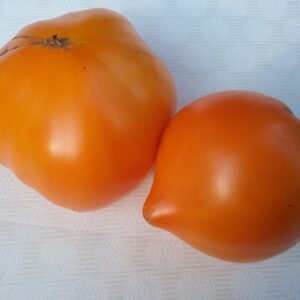 Mennonite Orange Tomato Heirloom Seeds Grown in Sudbury, Ontario, Canada. Grown Organically. Heritage Hobby Seed Ark.