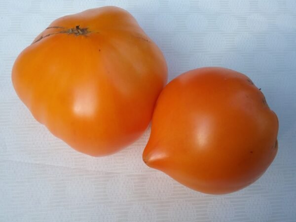 Mennonite Orange Tomato Heirloom Seeds Grown in Sudbury, Ontario, Canada. Grown Organically. Heritage Hobby Seed Ark.