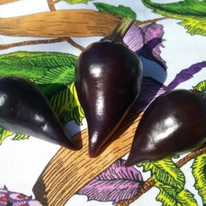 Count Dracula Pepper Heirloom Seeds Grown in Sudbury, Ontario, Canada. Grown Organically. Heritage Hobby Seed Ark.