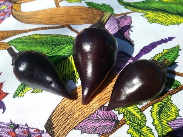 Count Dracula Pepper Heirloom Seeds Grown in Sudbury, Ontario, Canada. Grown Organically. Heritage Hobby Seed Ark.