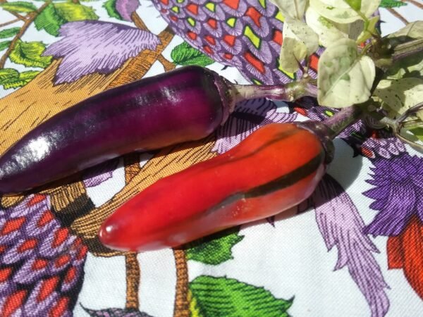 Tigre Jalapeno Pepper Heirloom Seeds Grown in Sudbury, Ontario, Canada. Grown Organically. Heritage Hobby Seed Ark.