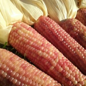 Early Pink Pearl Popcorn Seeds Heirloom Seeds Grown in Sudbury, Ontario, Canada. Grown Organically. Heritage Hobby Seed Ark.