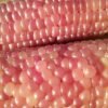 Early Pink Pearl Popcorn Seeds Heirloom Seeds Grown in Sudbury, Ontario, Canada. Grown Organically. Heritage Hobby Seed Ark.