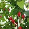 Piazinho Pepper Heirloom Seeds Grown in Sudbury, Ontario, Canada. Grown Organically. Heritage Hobby Seed Ark.