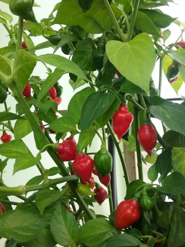 Piazinho Pepper Heirloom Seeds Grown in Sudbury, Ontario, Canada. Grown Organically. Heritage Hobby Seed Ark.