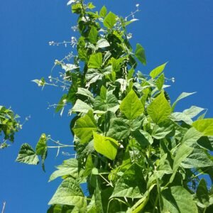 Pole Bean Seeds