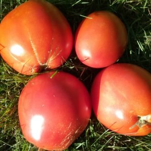 Nips Tomato Heirloom Seeds Grown in Sudbury, Ontario, Canada. Grown Organically. Heritage Hobby Seed Ark.