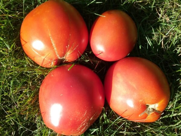 Nips Tomato Heirloom Seeds Grown in Sudbury, Ontario, Canada. Grown Organically. Heritage Hobby Seed Ark.