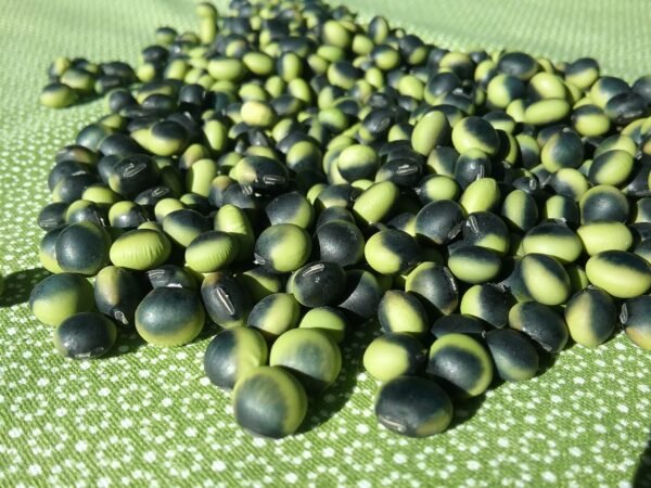 Gaia Soybean Heirloom Seeds Grown in Sudbury, Ontario, Canada. Grown Organically. Heritage Hobby Seed Ark.