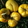 Lenny & Gracie's Kentucky Heirloom Tomato Heirloom Seeds Grown in Sudbury, Ontario, Canada. Grown Organically. Heritage Hobby Seed Ark.