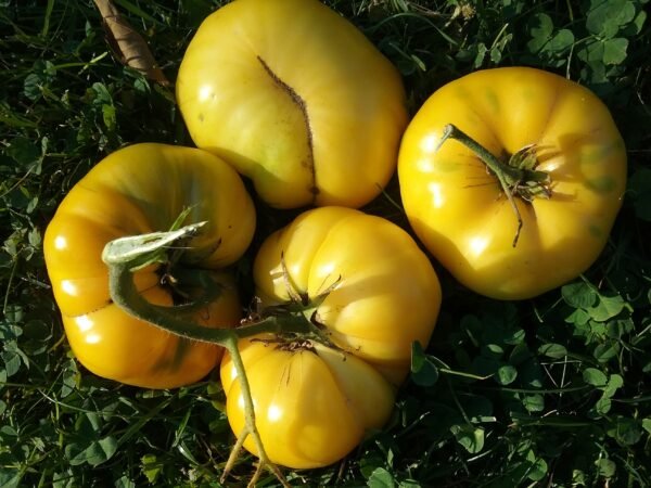 Lenny & Gracie's Kentucky Heirloom Tomato Heirloom Seeds Grown in Sudbury, Ontario, Canada. Grown Organically. Heritage Hobby Seed Ark.