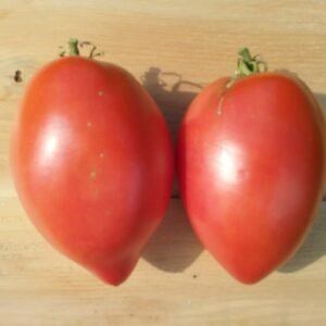 Mr. Fumarole Tomato Rare and Heirloom Seeds Grown in Sudbury, Ontario, Canada. Grown Organically. Heritage Hobby Seed Ark.