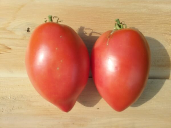 Mr. Fumarole Tomato Rare and Heirloom Seeds Grown in Sudbury, Ontario, Canada. Grown Organically. Heritage Hobby Seed Ark.