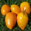 Heirloom Seeds Grown in Sudbury, Ontario, Canada. Grown Organically. Heritage Hobby Seed Ark.