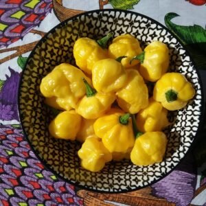 Lemon Starburst Pepper Heirloom Seeds Grown in Sudbury, Ontario, Canada. Grown Organically. Heritage Hobby Seed Ark.