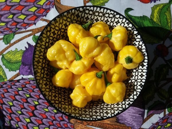 Lemon Starburst Pepper Heirloom Seeds Grown in Sudbury, Ontario, Canada. Grown Organically. Heritage Hobby Seed Ark.