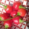 Jasmyn Rissie Pepper Heirloom Seeds Grown in Sudbury, Ontario, Canada. Grown Organically. Heritage Hobby Seed Ark.