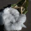 Pima Cotton Heirloom Seeds Grown in Sudbury, Ontario, Canada. Grown Organically. Heritage Hobby Seed Ark.