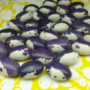 Lilascheke Pole Bean Heirloom Seeds. Grown in Sudbury, Ontario, Canada. Organically Grown. Heritage Hobby Seed Ark.