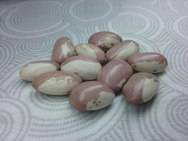 Ruzova Kravicka Pole Bean Heirloom Seeds Grown in Sudbury, Ontario, Canada. Grown Organically. Heritage Hobby Seed Ark.