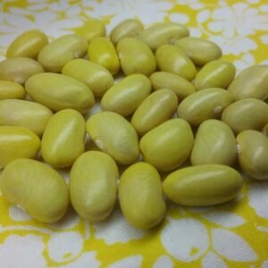 Peruano Bush Bean Heirloom Seed Grown in Sudbury, Ontario, Canada. Grown Organically. Heritage Hobby Seed Ark.