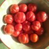 Cookstown Orange Eggplant Heirloom Seeds Grown in Sudbury, Ontario, Canada. Grown Organically. Heritage Hobby Seed Ark.