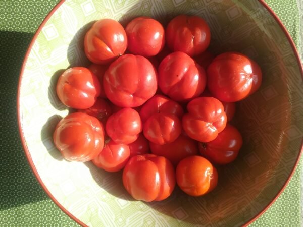 Cookstown Orange Eggplant Heirloom Seeds Grown in Sudbury, Ontario, Canada. Grown Organically. Heritage Hobby Seed Ark.