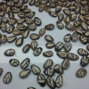 Cekirdegi Oyali Watermelon Heirloom Seeds Grown in Sudbury, Ontario, Canada. Grown Organically. Heritage Hobby Seed Ark.