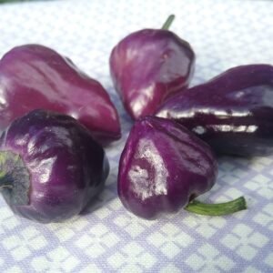 Purple UFO Pepper Heirloom Seeds Grown in Sudbury, Ontario, Canada. Grown Organically. Heritage Hobby Seed Ark.