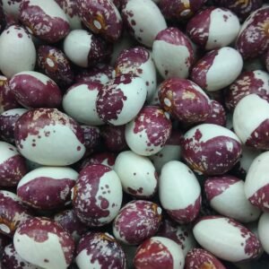 Mariazeller Pole Bean Heirloom Seeds. Grown in Sudbury, Ontario, Canada. Organically Grown. Heritage Hobby Seed Ark.