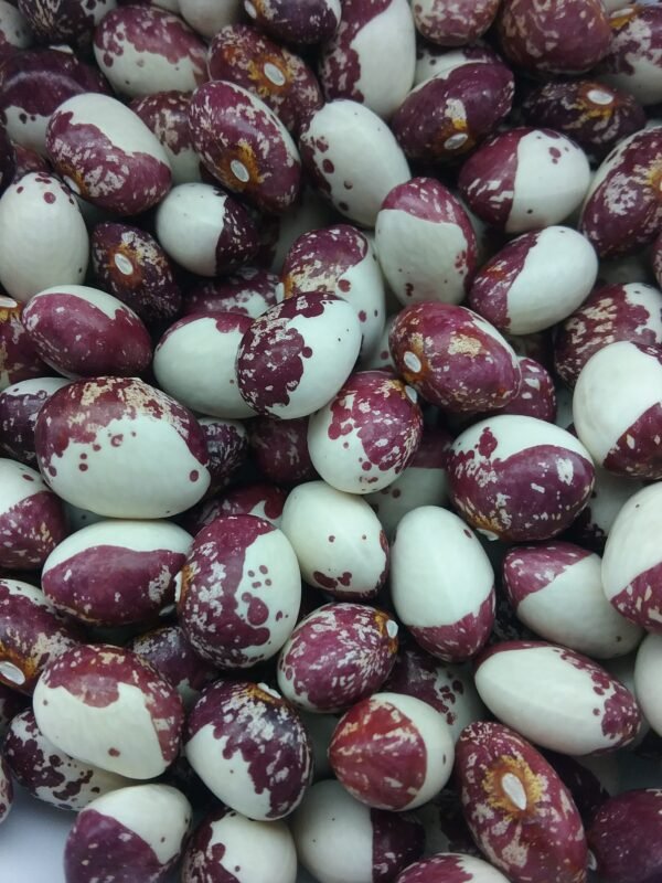 Mariazeller Pole Bean Heirloom Seeds. Grown in Sudbury, Ontario, Canada. Organically Grown. Heritage Hobby Seed Ark.