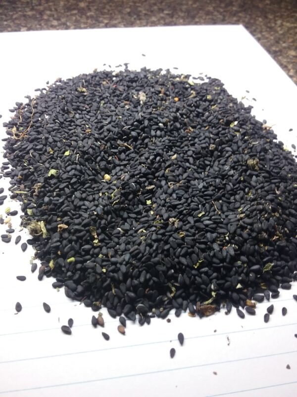 Black Sesame Seeds Heirloom and Rare seeds. Heritage Hobby Seed Ark in Sudbury, Ontario. Organically grown.