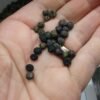 Dead Viking Dry Pea Heirloom Seeds Grown in Sudbury, Ontario, Canada. Grown Organically. Heritage Hobby Seed Ark.