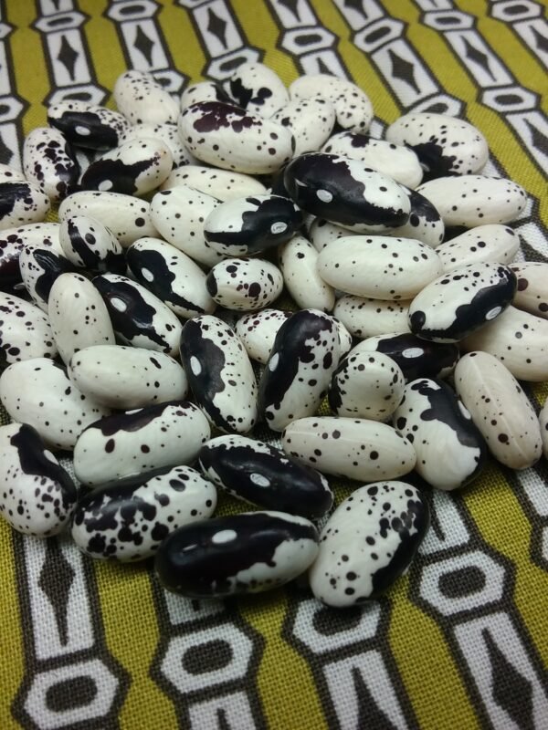 Schwarze Dalmatin Pole Bean Heirloom Seeds Grown in Sudbury, Ontario, Canada. Grown Organically. Heritage Hobby Seed Ark.