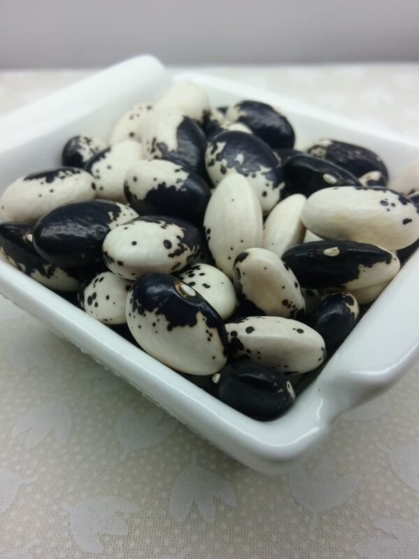 Uzice Speckled Wax Pole Bean Heirloom Seeds Grown in Sudbury, Ontario, Canada. Grown Organically. Heritage Hobby Seed Ark.