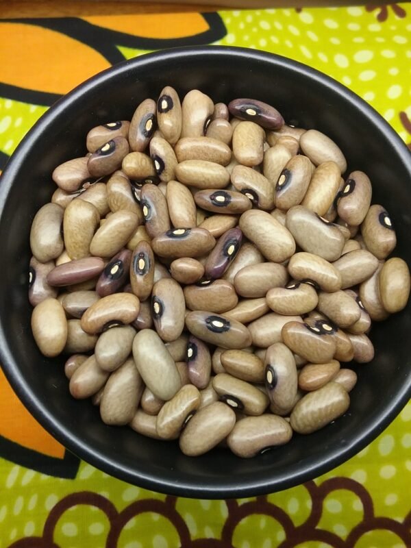 Green Savage Pole Bean Heirloom Seeds. Grown in Sudbury, Ontario, Canada. Organically Grown. Heritage Hobby Seed Ark.