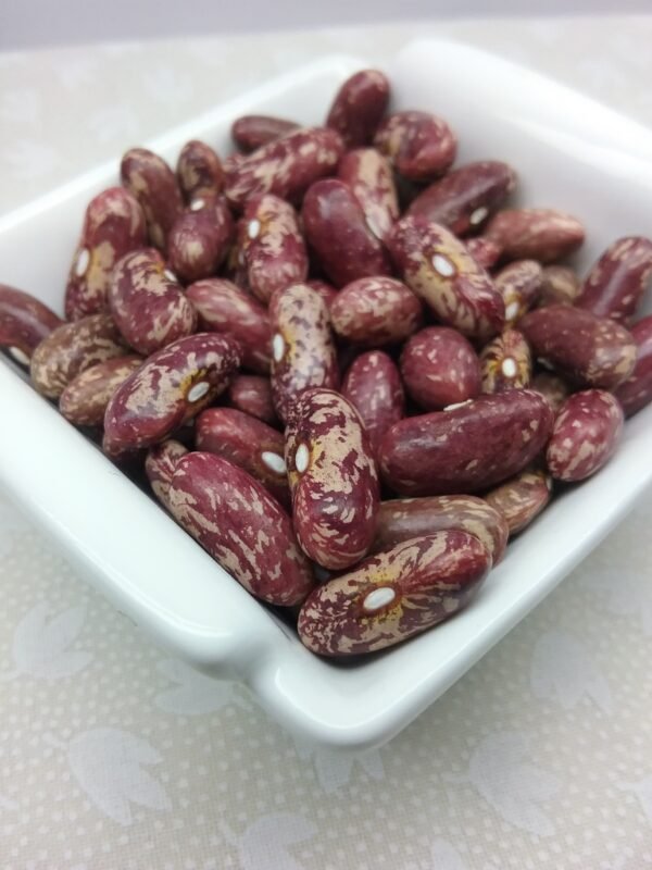 Migliorucci Bush Bean Heirloom Seeds. Grown in Sudbury, Ontario, Canada. Organically Grown. Heritage Hobby Seed Ark.