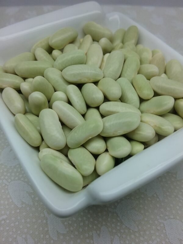 Outlaw Bush Bean Heirloom Seeds. Grown in Sudbury, Ontario, Canada. Organically Grown. Heritage Hobby Seed Ark.