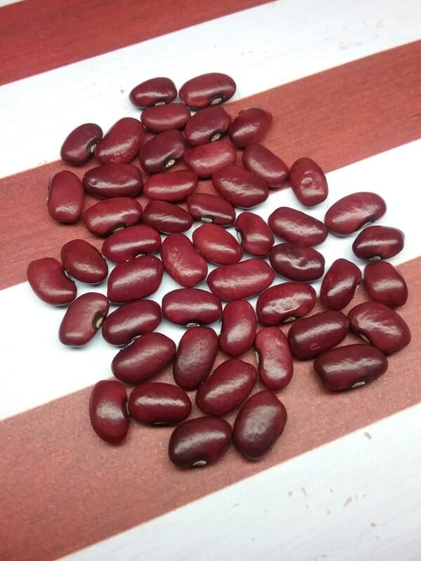 Mayan Red Semi-Runner Bean Heirloom Seeds Grown in Sudbury, Ontario, Canada. Grown Organically. Heritage Hobby Seed Ark.