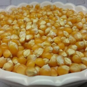 Tom Thumb Popcorn Seeds Heirloom Seeds Grown in Sudbury, Ontario, Canada. Grown Organically. Heritage Hobby Seed Ark.