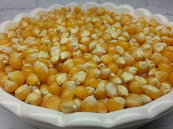 Tom Thumb Popcorn Seeds Heirloom Seeds Grown in Sudbury, Ontario, Canada. Grown Organically. Heritage Hobby Seed Ark.