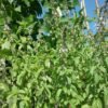 Camphor Basil Heirloom Seeds Grown in Sudbury, Ontario, Canada. Grown Organically. Heritage Hobby Seed Ark.