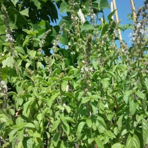 Camphor Basil Heirloom Seeds Grown in Sudbury, Ontario, Canada. Grown Organically. Heritage Hobby Seed Ark.